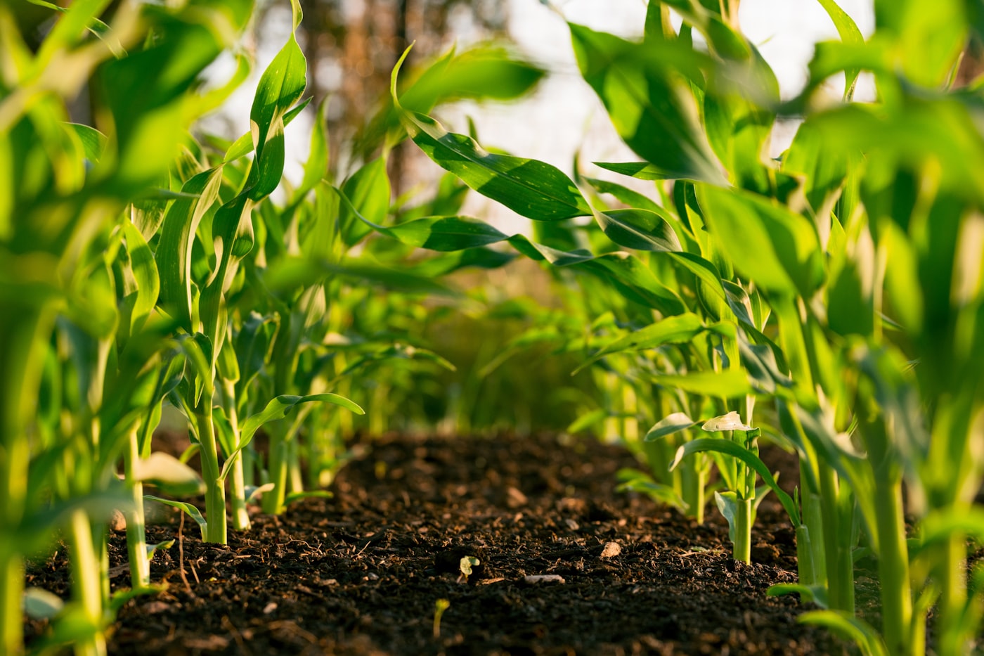Export of agricultural products